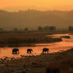 Morning Elephants