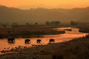 Morning Elephants