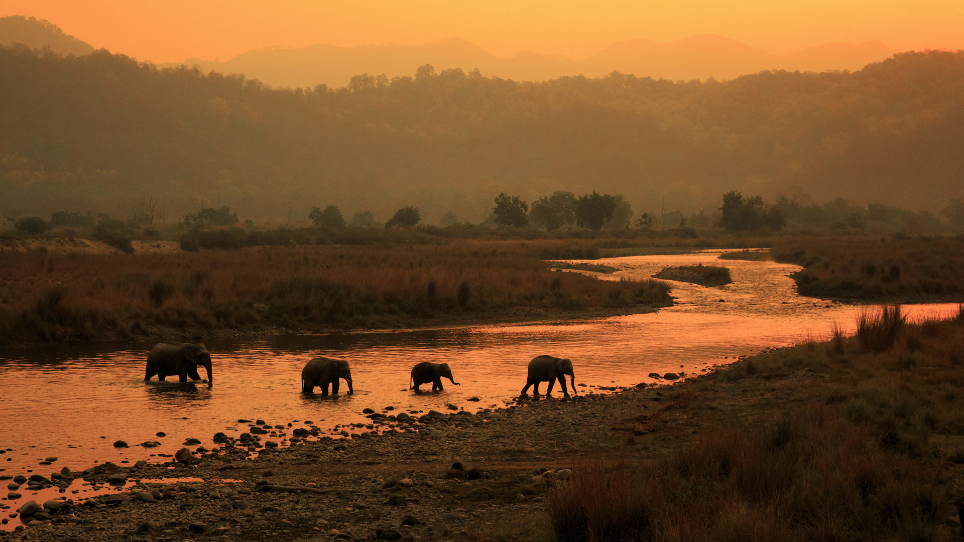 Morning Elephants