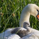 Mothering Sunday Mute Swan