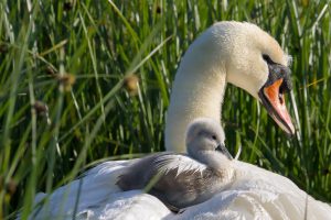 Mothering Sunday Mute Swan