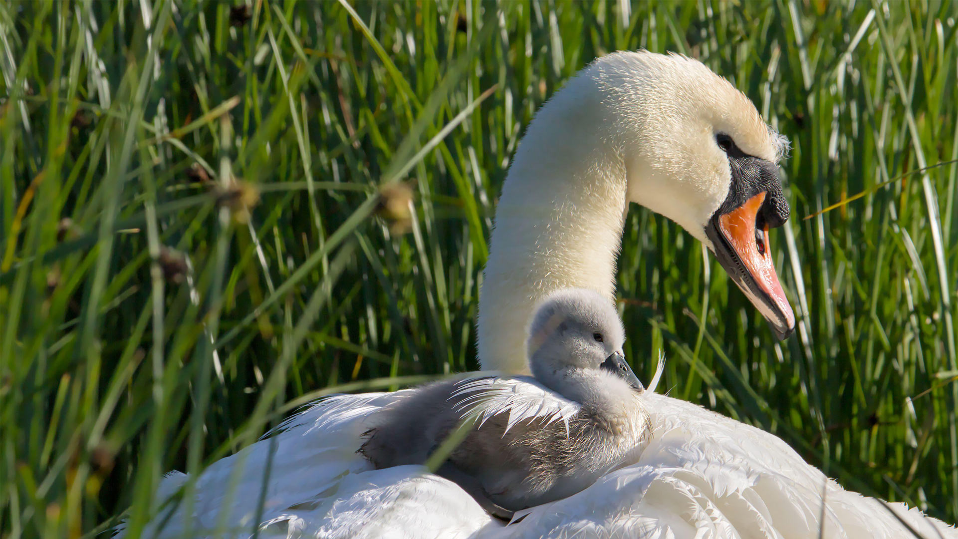 Mothering Sunday Mute Swan