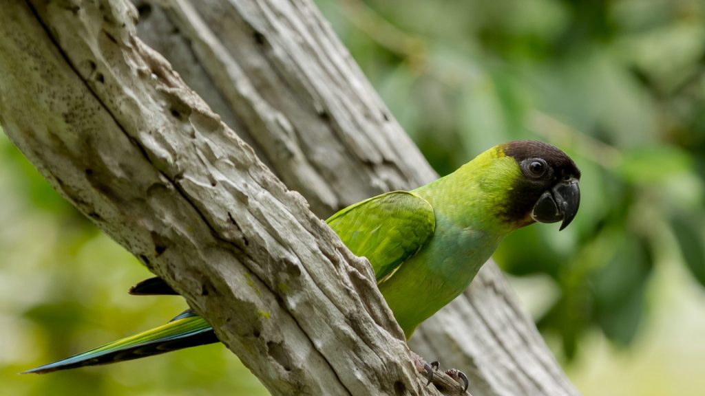 Nanday Parakeet