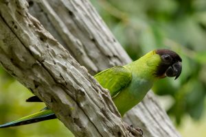 Nanday Parakeet