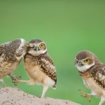 Owlchicks