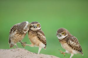 Owlchicks