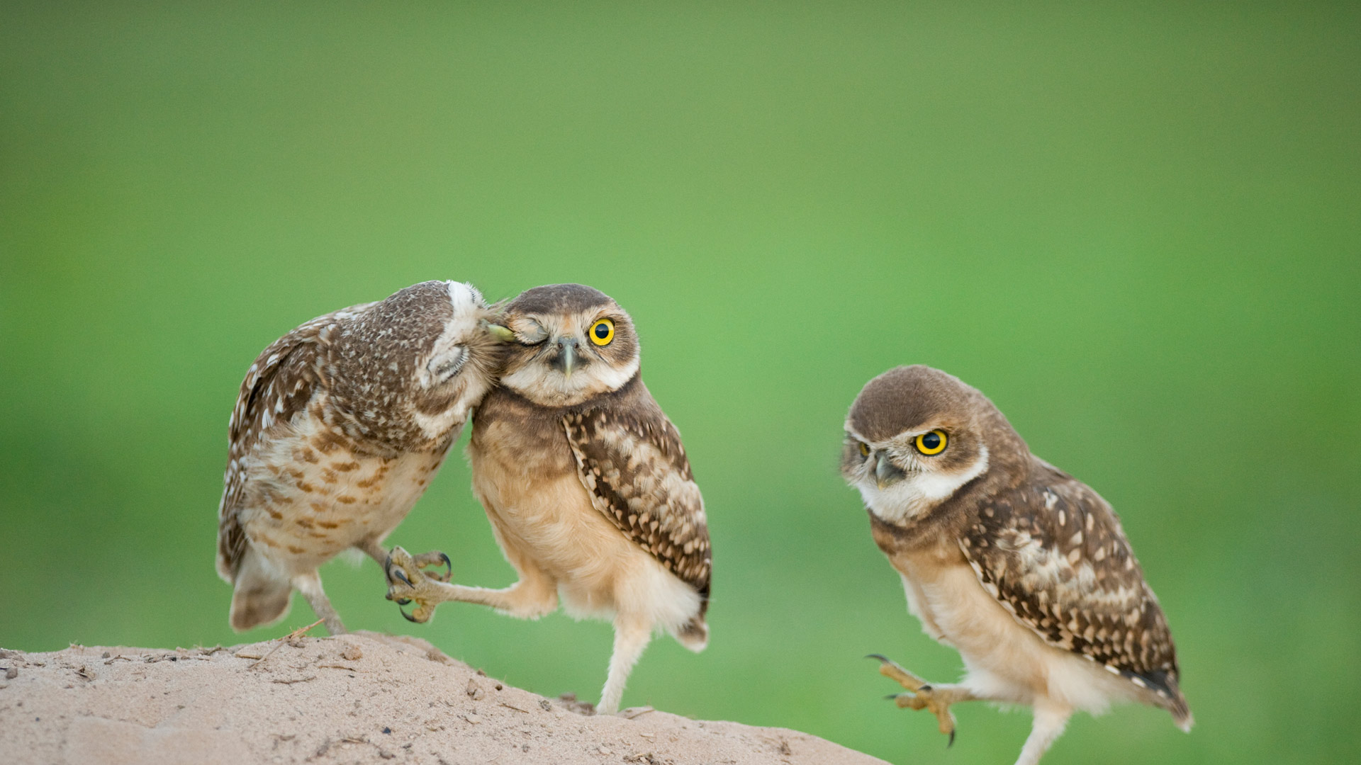 Owlchicks