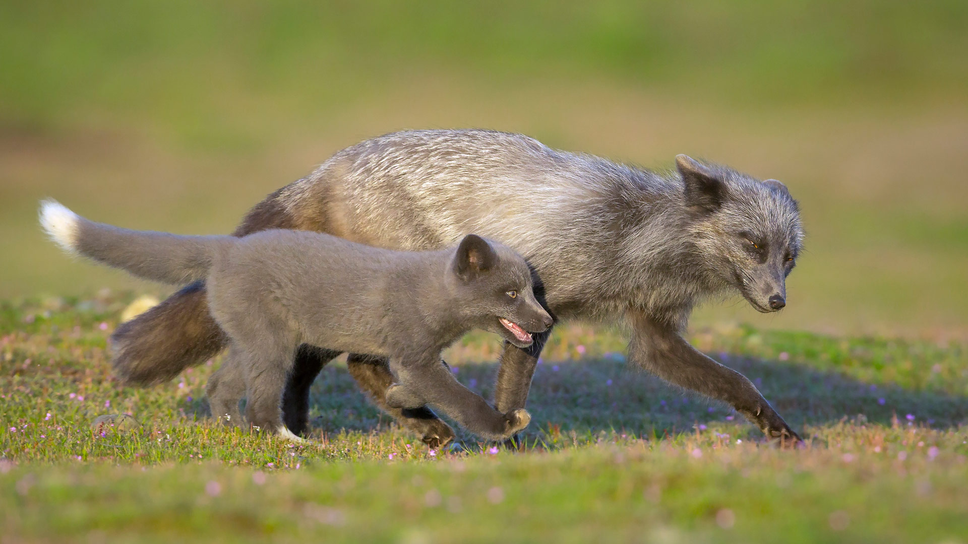 Red Fox