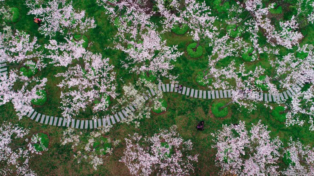 Shanghai Blossoms