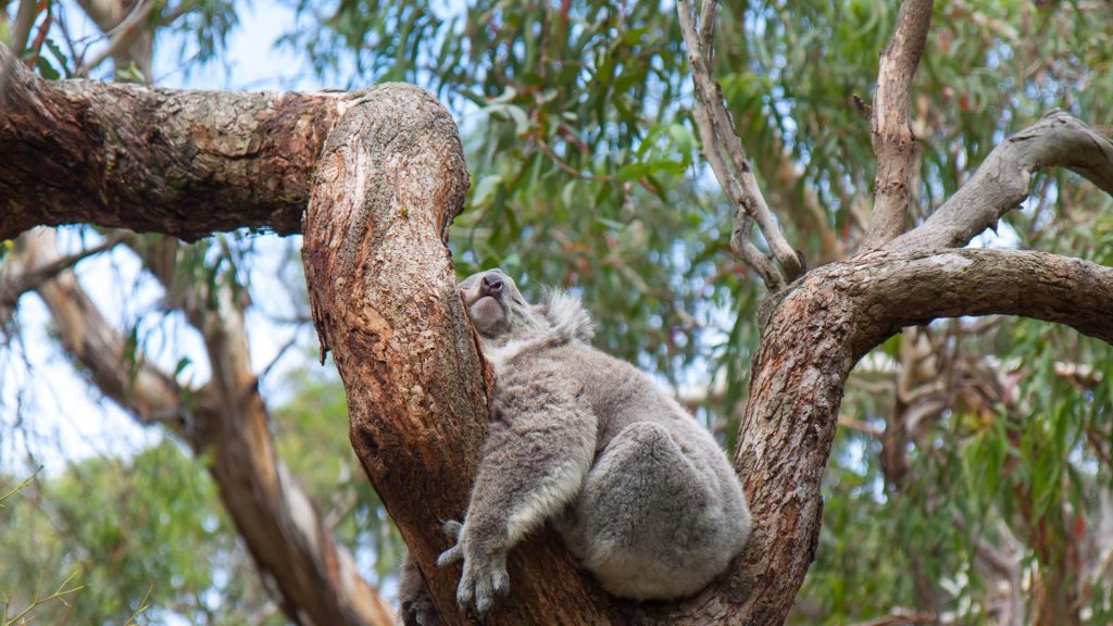 Sleepy Koala