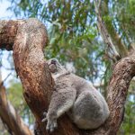 Sleepy Koala