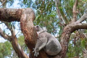 Sleepy Koala