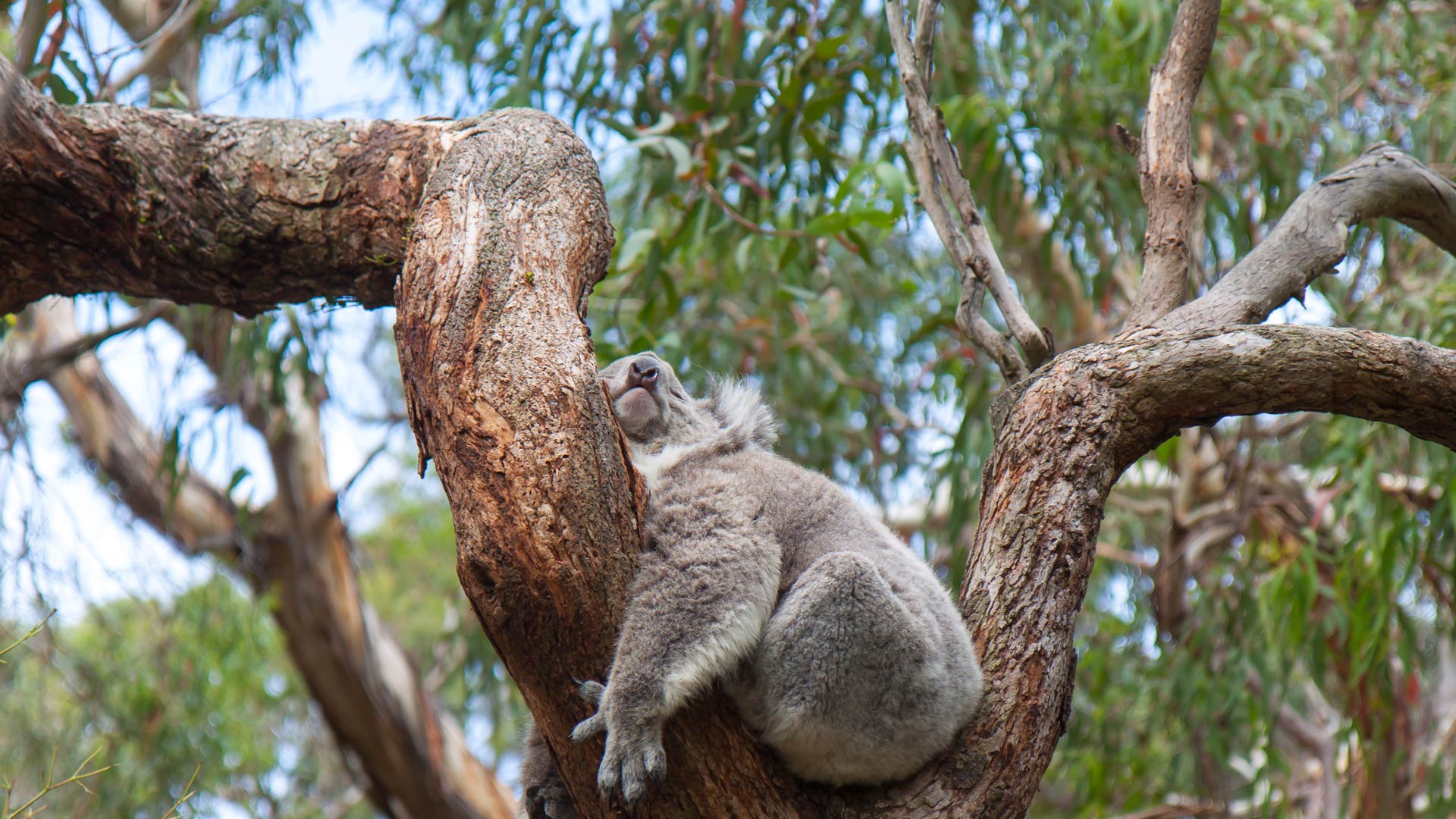 Sleepy Koala