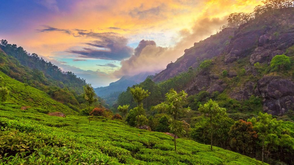 Tea Plantation