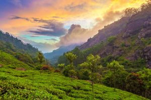 Tea Plantation