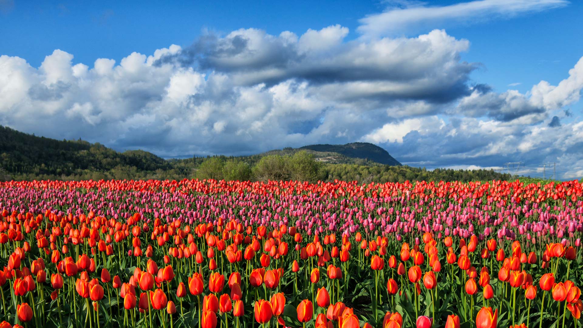 Tulip Abbotsford