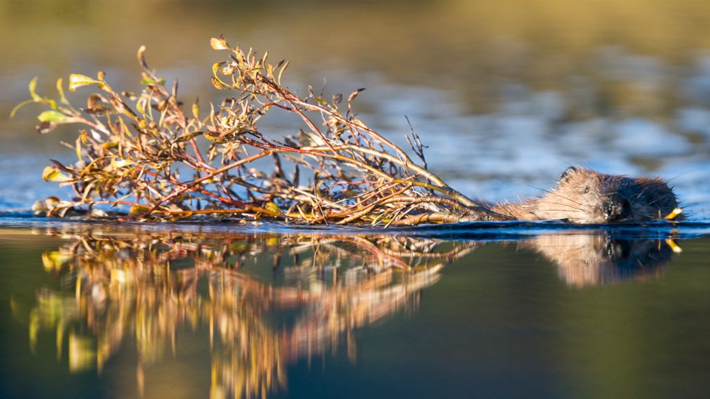 Beaver Denali