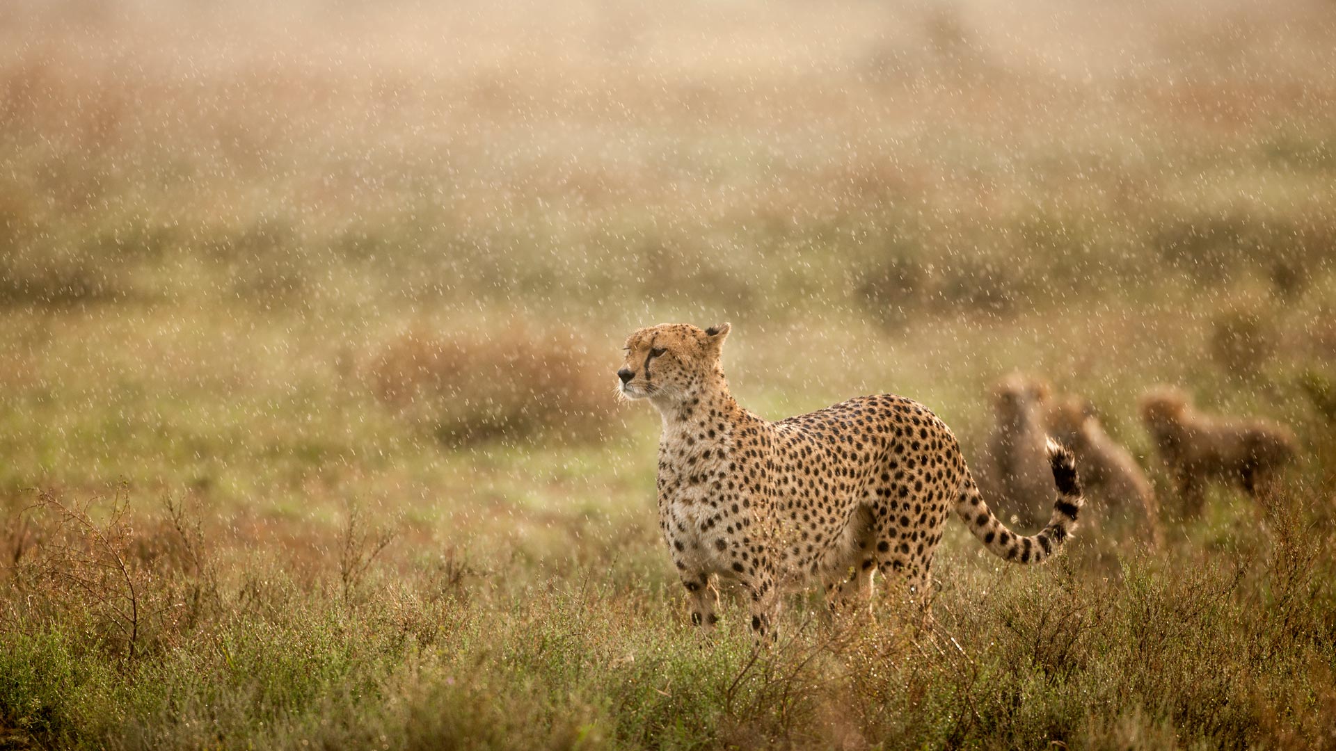 Cheetah Rain