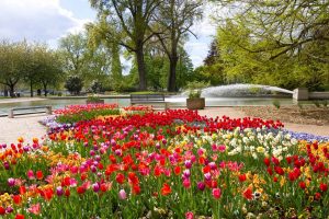 Cologne Flower Bed