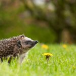 Hedgehog Meadow