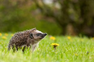 Hedgehog Meadow