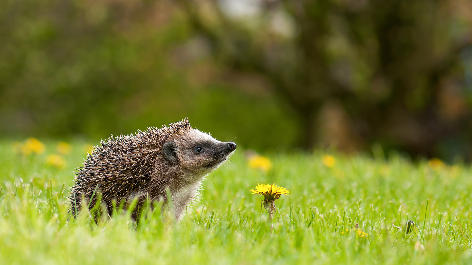 Hedgehog Meadow