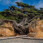 Kalaloch Tree