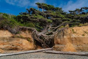 Kalaloch Tree