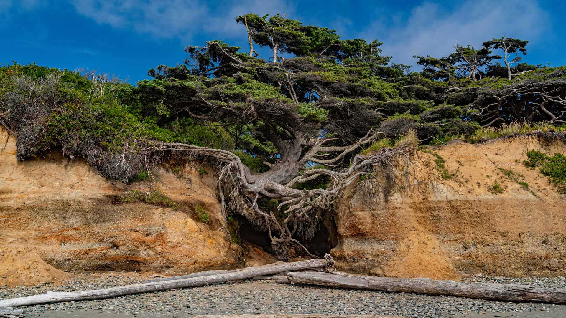 Kalaloch Tree