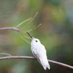 Leucistic Hummingbird