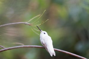 Leucistic Hummingbird