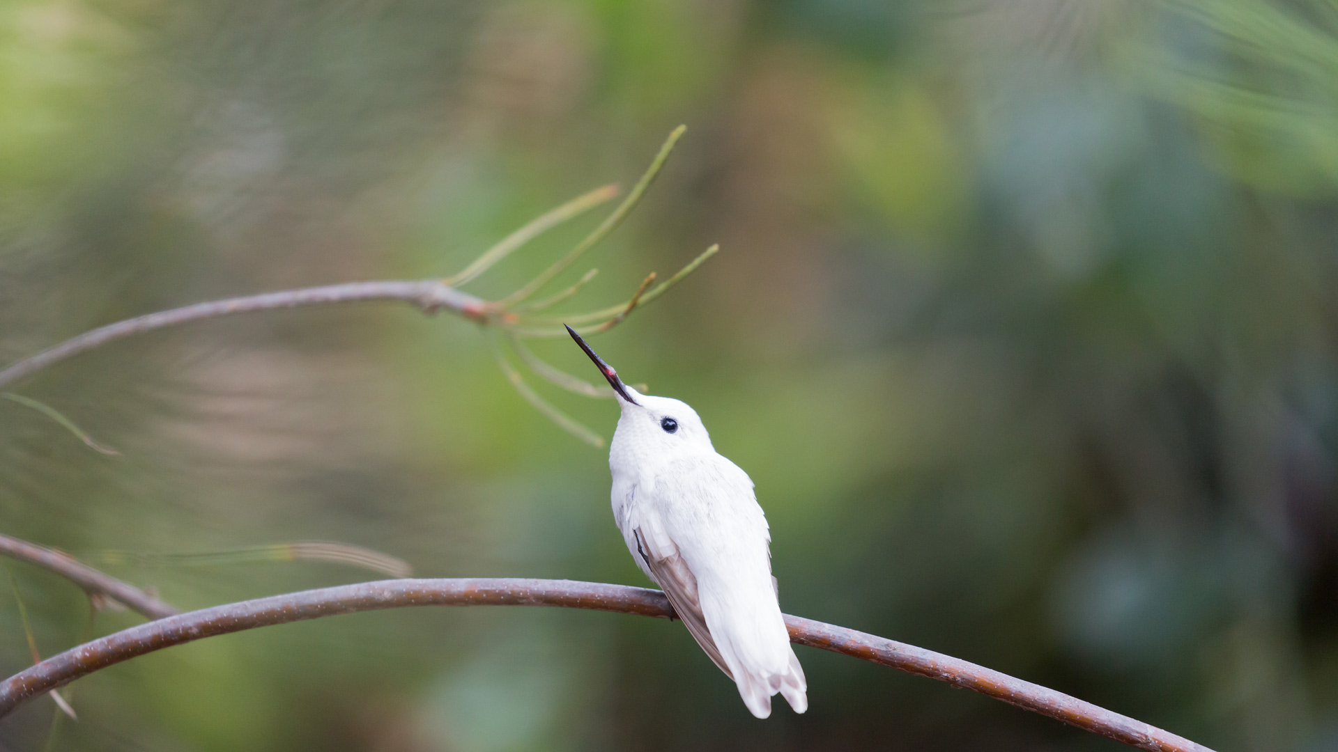 Leucistic Hummingbird