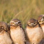 Owl Siblings