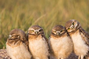 Owl Siblings