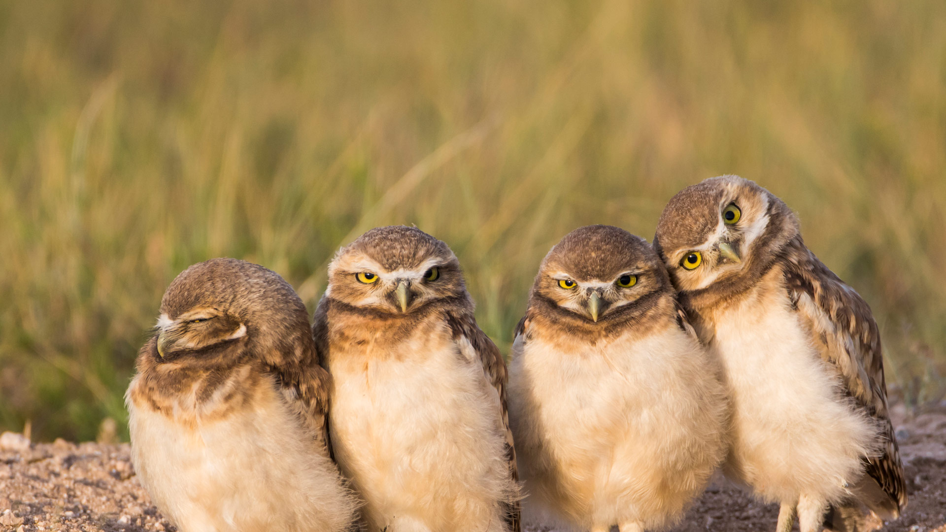 Owl Siblings