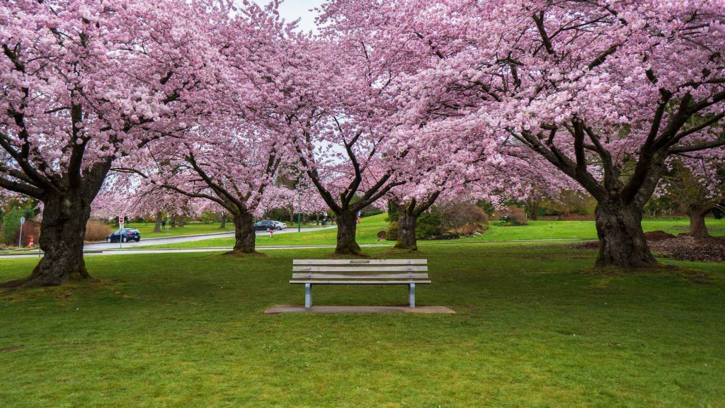 Sakura Days Japan Fair