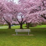 Sakura Days Japan Fair