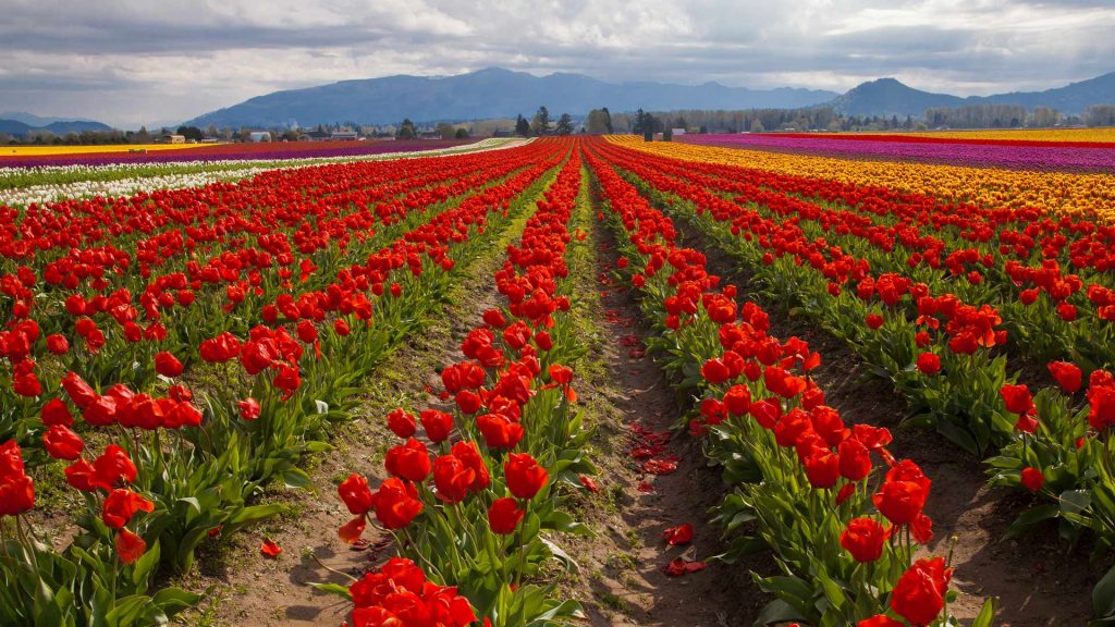 Skagit Valley Tulips