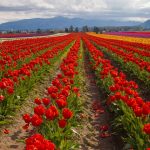 Skagit Valley Tulips