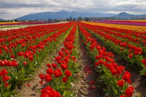 Skagit Valley Tulips