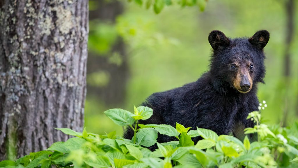 Spring Cub