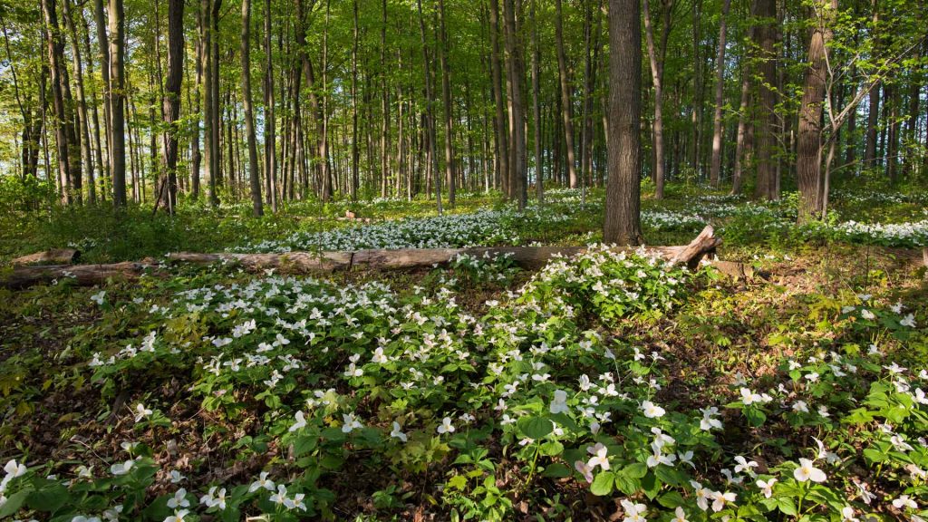 Trillium Ontario