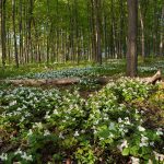 Trillium Ontario