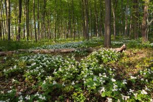 Trillium Ontario