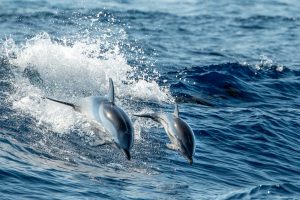 Baby Dolphin Mom