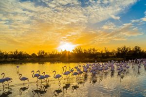 Camargue Flamingos