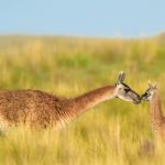 Guanaco Mother