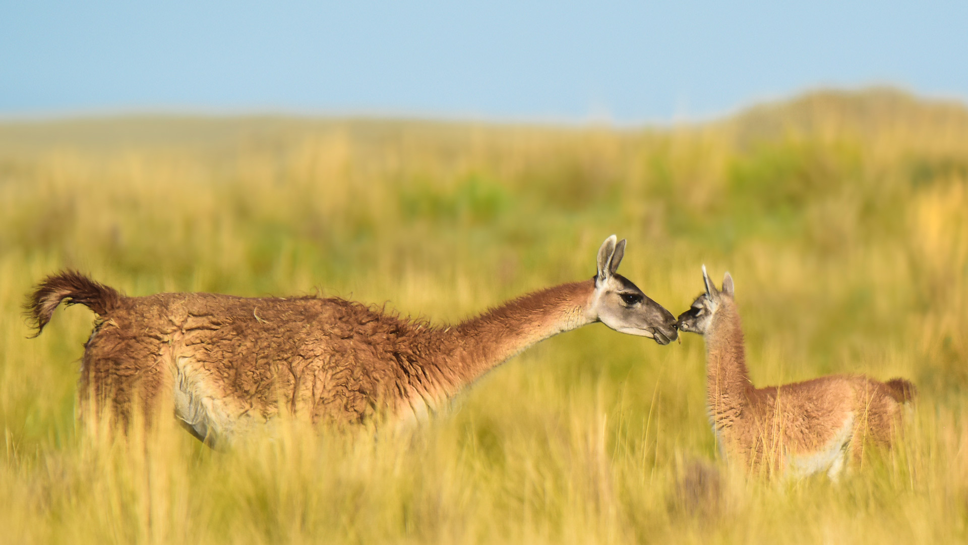 Guanaco Mother