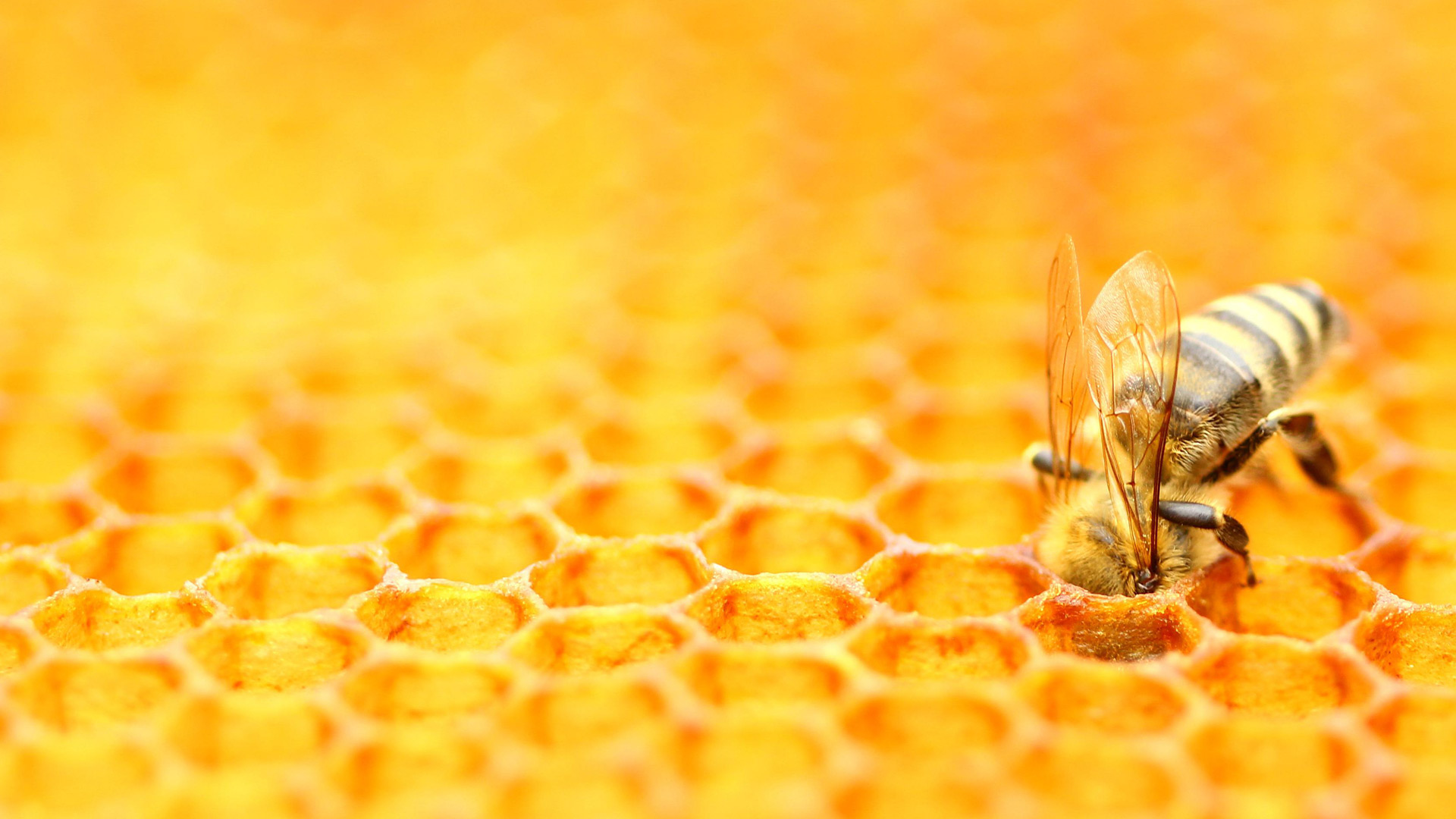 https://www.bwallpaperhd.com/wp-content/uploads/2024/05/HoneycombBee.jpg