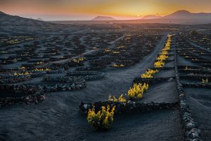 La Geria Lanzarote